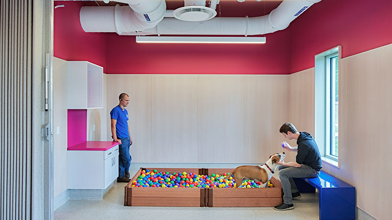 Man playing with a dog in a ball pit.