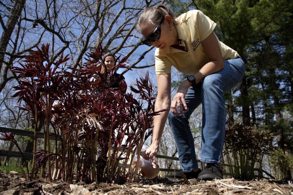 A person bending down to inspect a plant