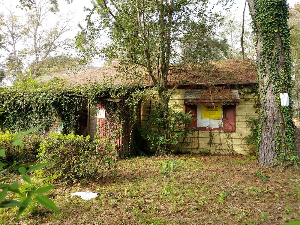 An abandoned home overgrown with trees and other plants.