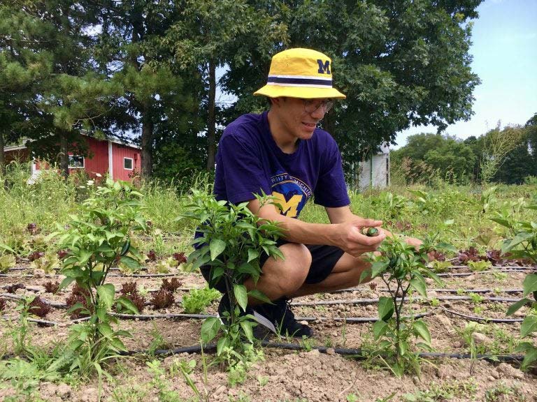 A person inspecting a small plant