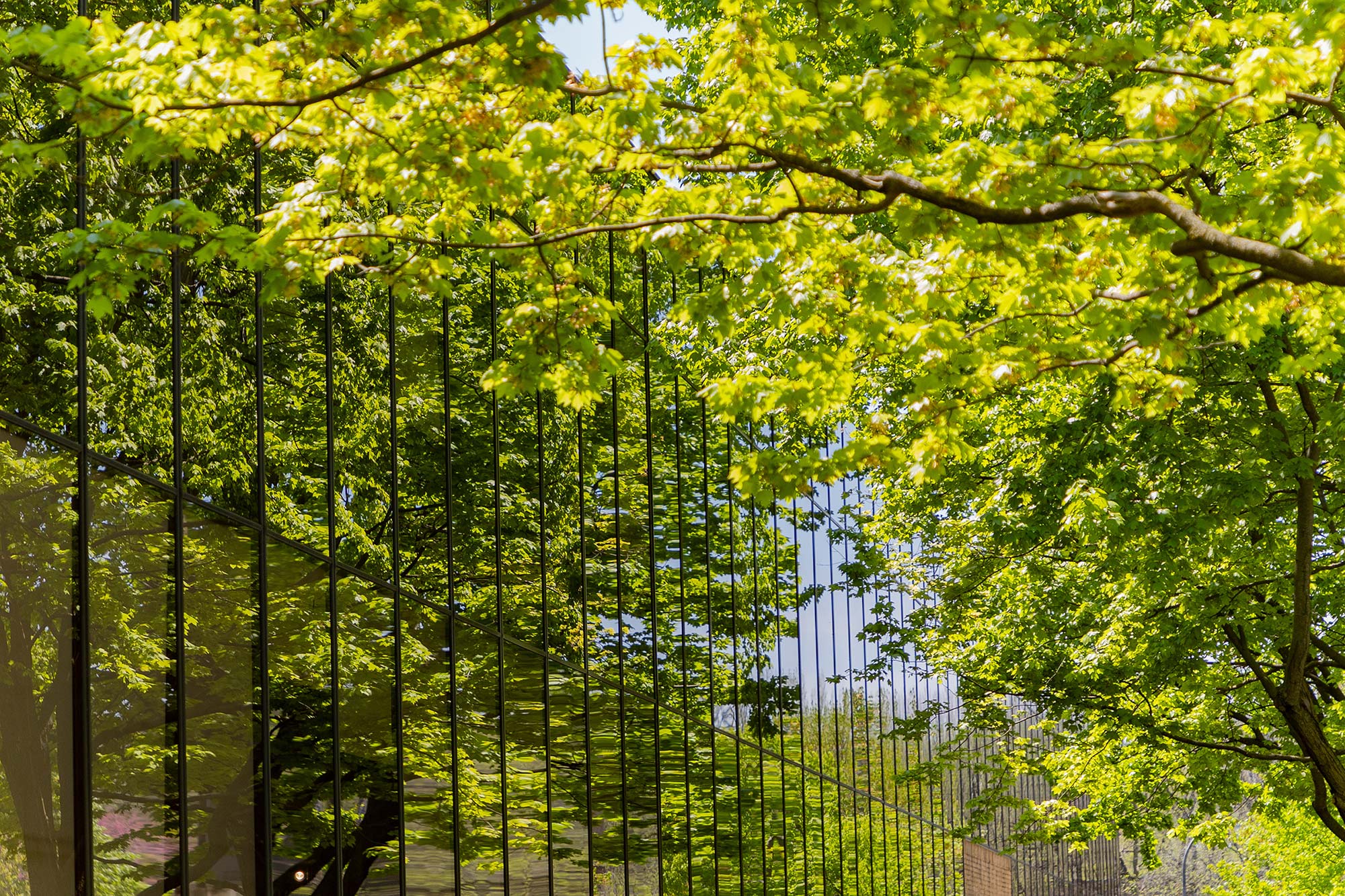 Windows of the Art and Architecture Building reflecting vibrant green leaves