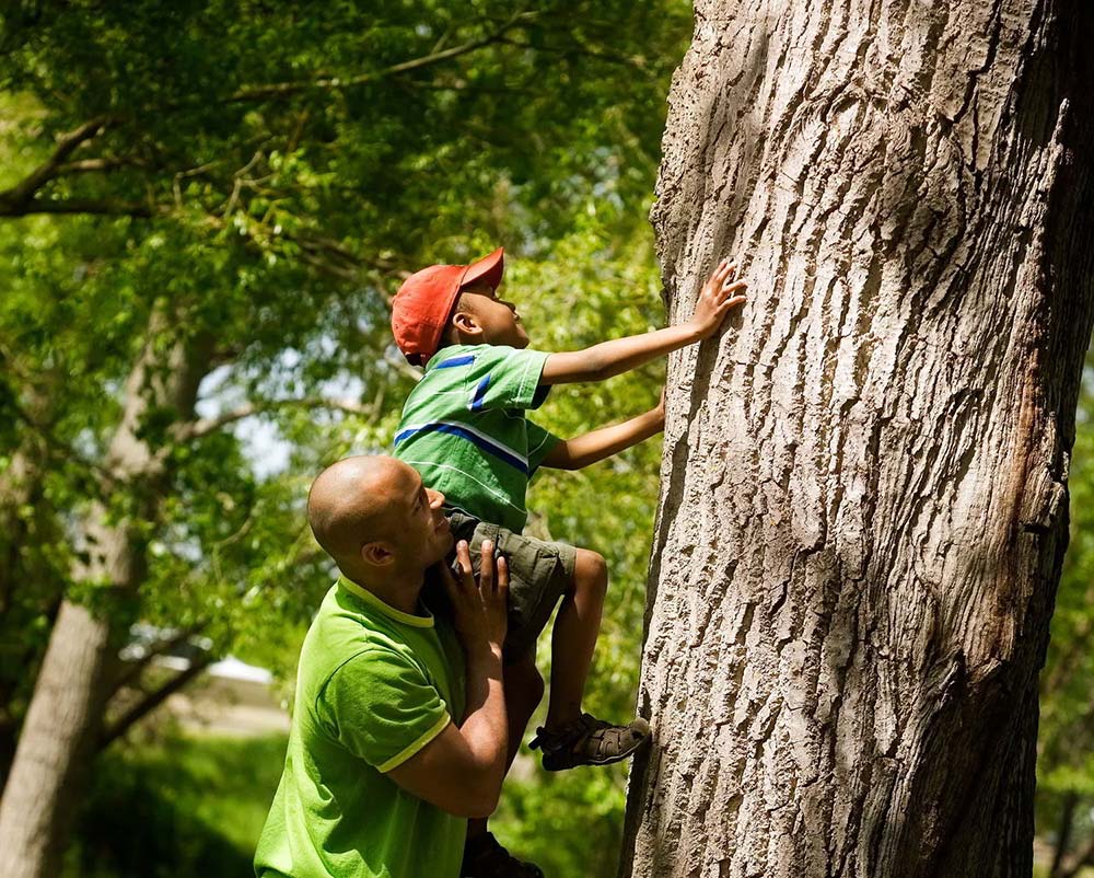 A father helping a son climb a tree