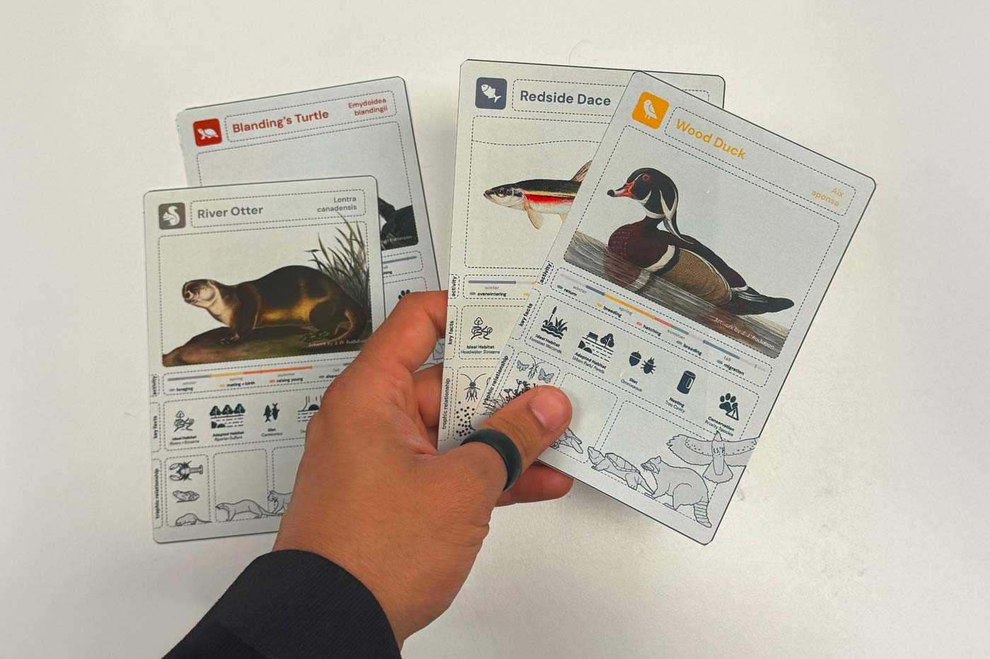 Hand holding illustrated wildlife cards for a river otter, Blanding’s turtle, redside dace, and wood duck.